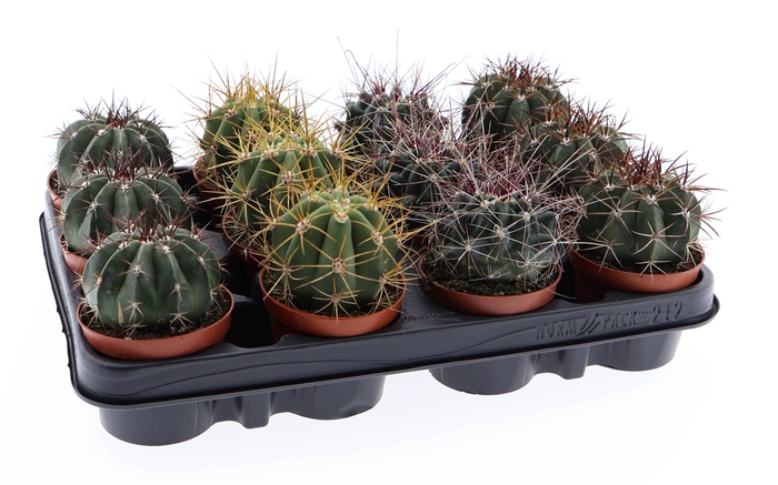 <h4>Ferocactus mix</h4>