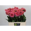 Dahlia Pink Runner