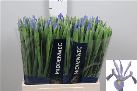 <h4>Iris Shanghai</h4>