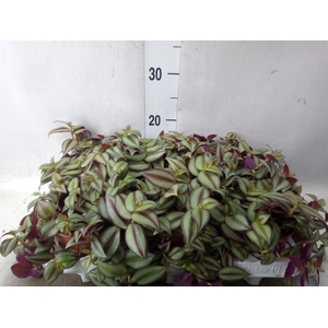 Tradescantia  'Zebra'