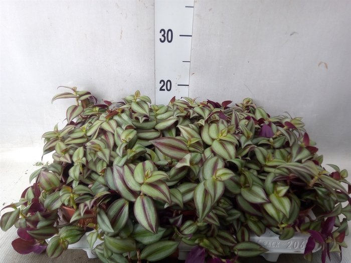 <h4>Tradescantia  'Zebra'</h4>