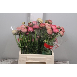 Ran Aazur Antiq Rose