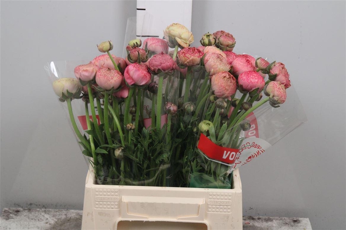 <h4>Ran Aazur Antiq Rose</h4>