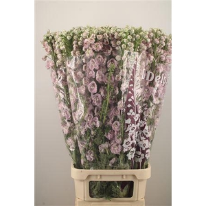 Delph El Dewi Pink Spijker