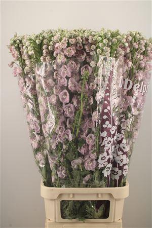 <h4>Delph El Dewi Pink Spijker</h4>