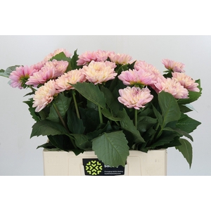 Dahlia Sweet Suprise