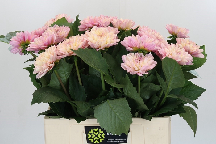Dahlia Sweet Suprise