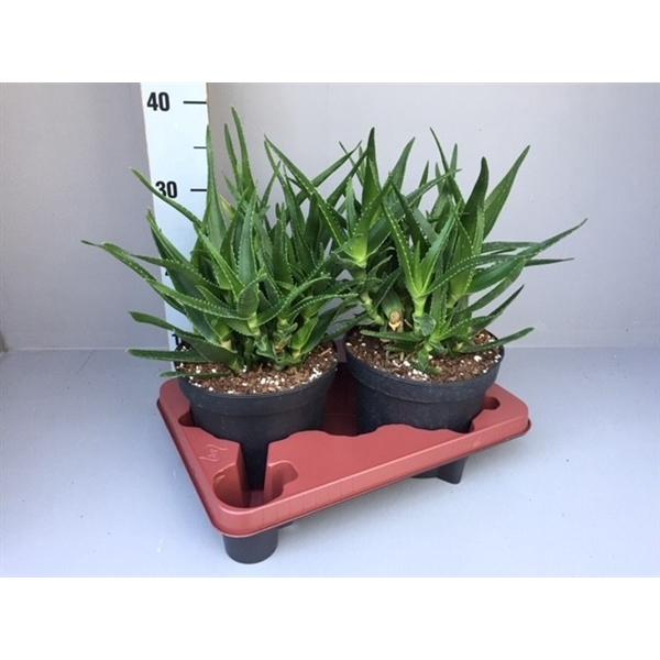 <h4>Aloe delaetti</h4>