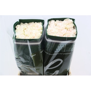 R Gr Cotton X-pression