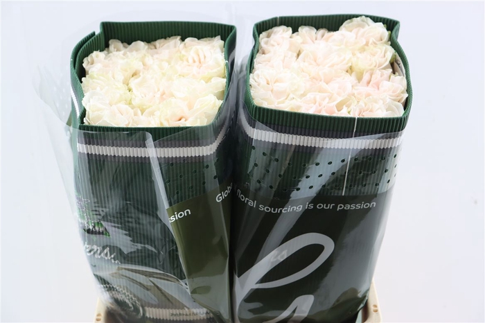 <h4>R Gr Cotton X-pression</h4>