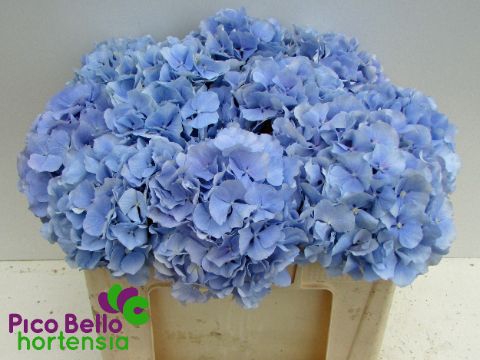 <h4>HYDR M CH VERENA BL</h4>