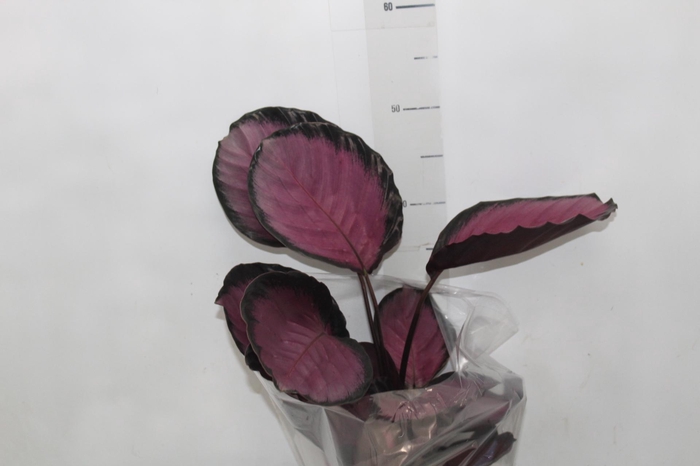<h4>CALATHEA ROSEA PICTA CRIMSON P17</h4>