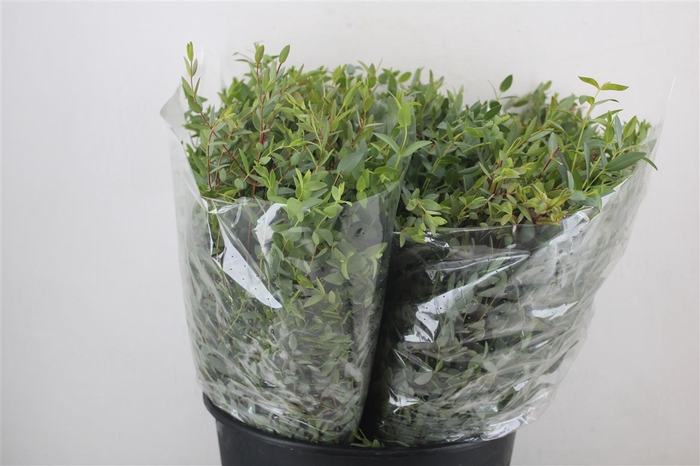 <h4>Euca Parvifolia Short 150gr P Bunch</h4>
