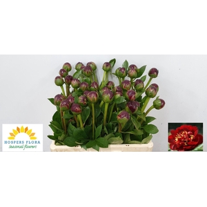 PAEO HH BUCKEYE BELL