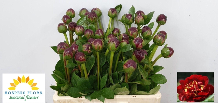 <h4>PAEO HH BUCKEYE BELL</h4>