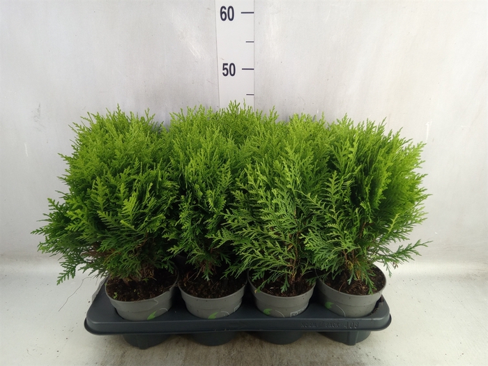 <h4>Thuja occid. 'Danica'</h4>