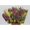 BQ Kaaps Groen Mountain Mix