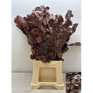 GESTABILISEERD EIK BURGUNDY