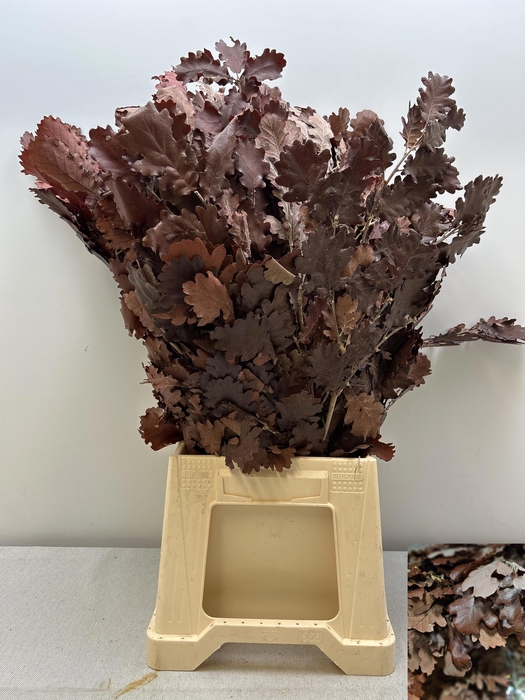 <h4>GESTABILISEERD EIK BURGUNDY</h4>