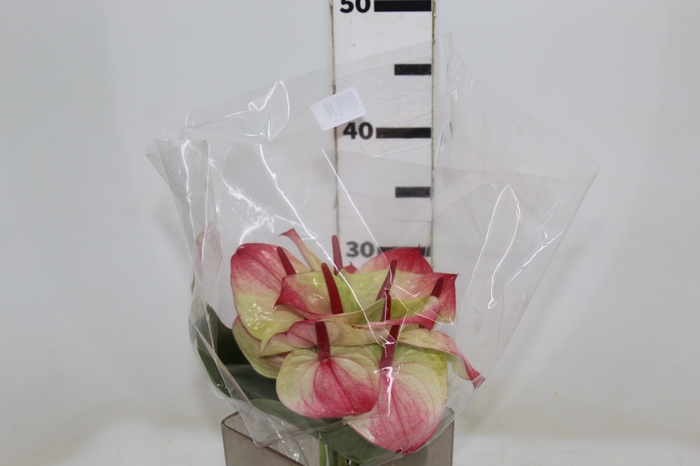 <h4>ANTHURIUM ZAFIRA 6/7.5 025 CM DIAM MIN 6 CM BRANCO/VERDE</h4>