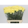 Dianthus St Reina Oro