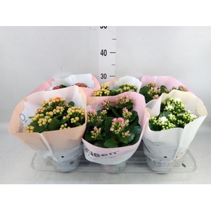 Kalanchoe blos.   ..rosebud mix GR