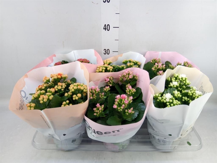 <h4>Kalanchoe blos. ..rosebud mix GR</h4>