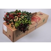 Hypericum Rainbow Romance Spray