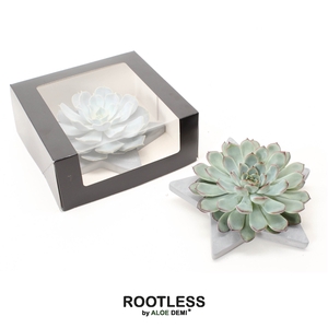 ROOTLESS Echeveria, Grey star - black box