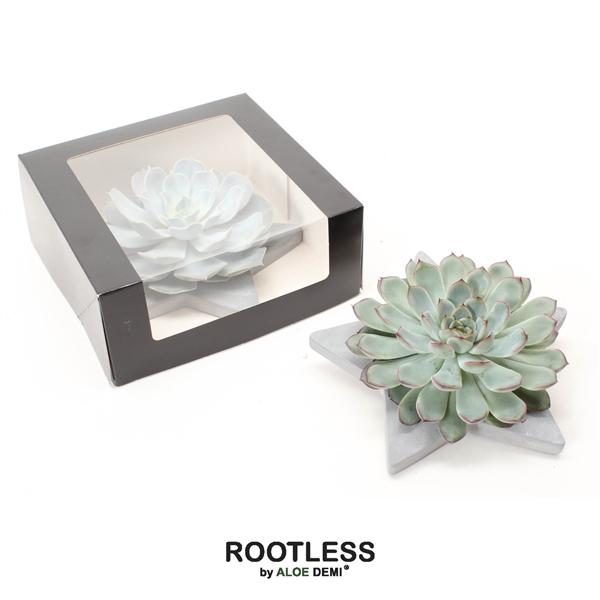 <h4>ROOTLESS Echeveria, Grey star - black box</h4>