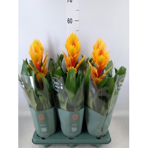 Vriesea  'Intenso Flame'