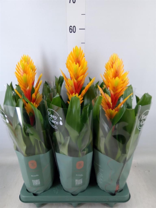 <h4>Vriesea  'Intenso Flame'</h4>