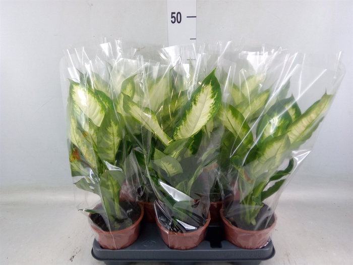 <h4>Dieffenbachia  'Camilla'</h4>