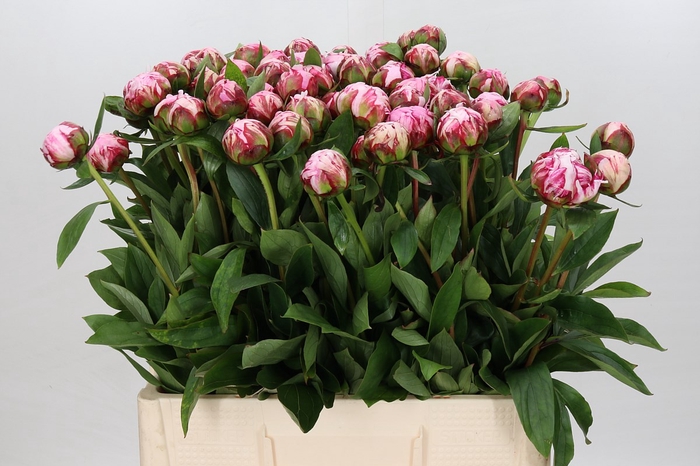 <h4>Paeonia sarah bernhardt</h4>