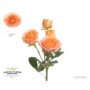 Rosa Spray Lace Apricot