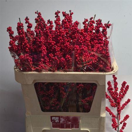 <h4>Ilex Ve Rode Bes</h4>