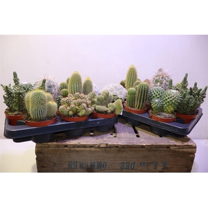 arr8 Cactus Gem
