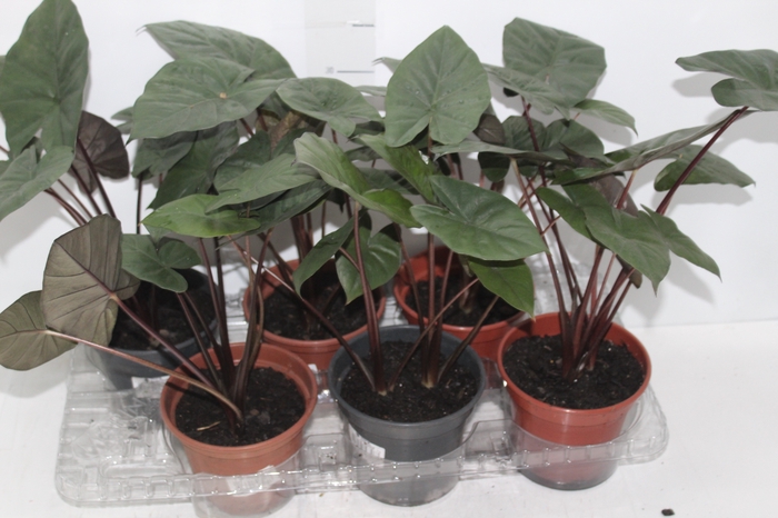 <h4>ALOCASIA SARAWAKENSIS YUCATAN PRINCESS P15</h4>