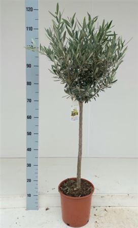 <h4>Olea Europaea</h4>