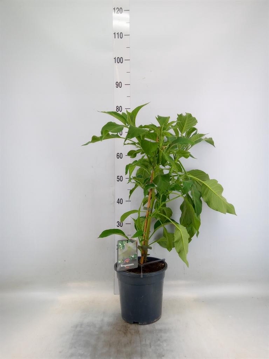 <h4>Brugmansia   ...</h4>