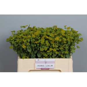 BUPLEURUM ROTUNDIFOL