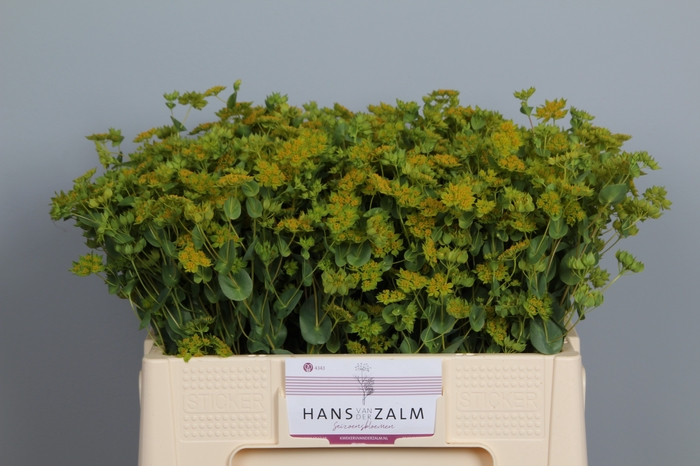 <h4>BUPLEURUM ROTUNDIFOL</h4>