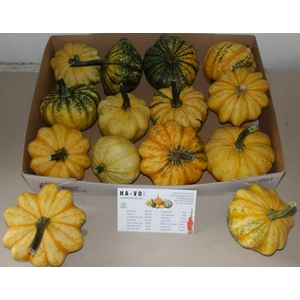 CUCURBITA (KALEBAS)