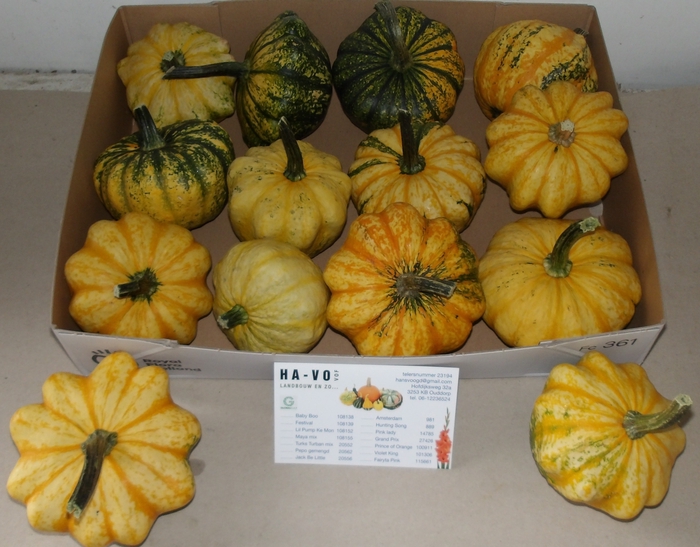 <h4>CUCURBITA (KALEBAS)</h4>