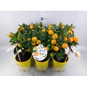 Citrofortunella mic.