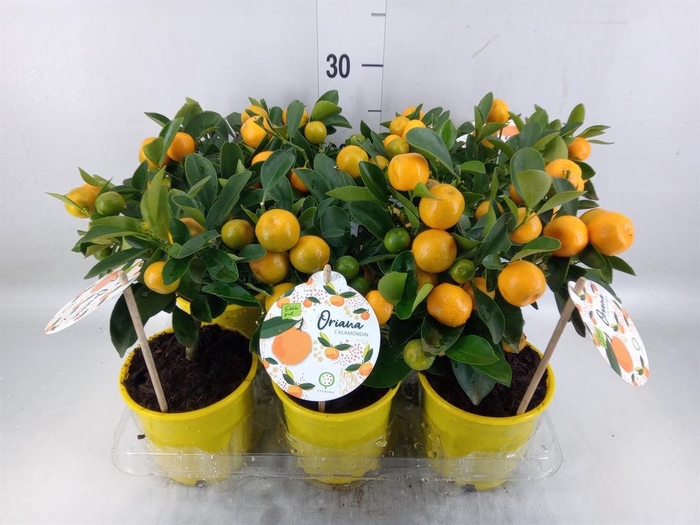 <h4>Citrofortunella mic.</h4>