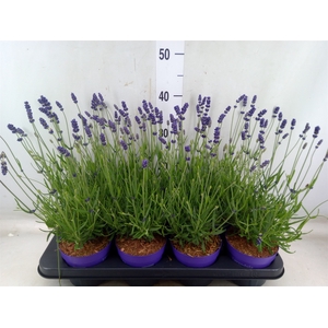 Lavandula angus. 'Essence Pure'