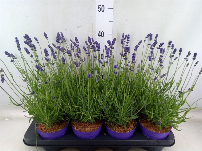 <h4>Lavandula angus. 'Essence Pure'</h4>