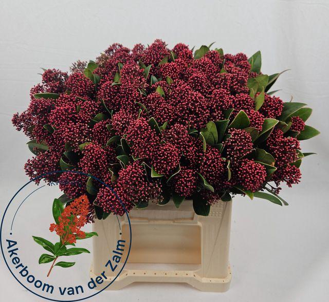 <h4>Skim J Rubella Bs</h4>