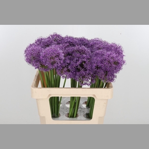 Allium Gladiator